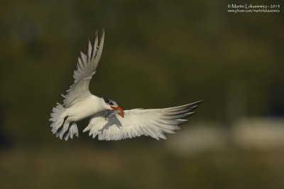 Caspain Tern with Cargo