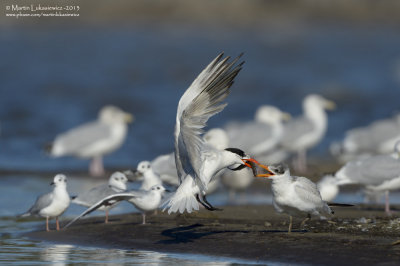 Caspian Tern with Youngster 2