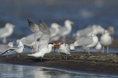 Caspian Tern with Youngster 3