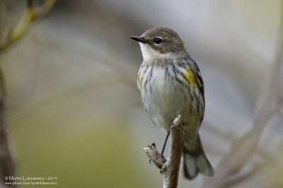 Yellow-rumped Warbler