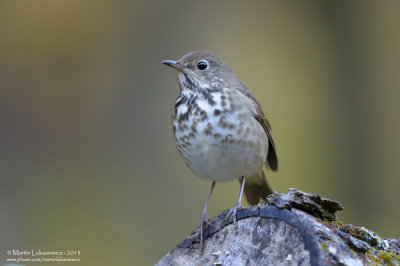 Hermit Thrush