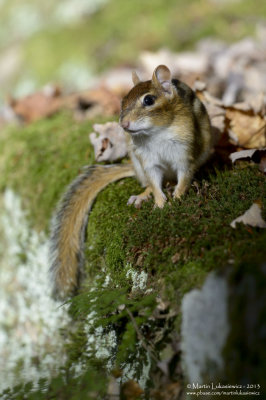 Chipmunk