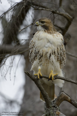 Red-tailed Hawk