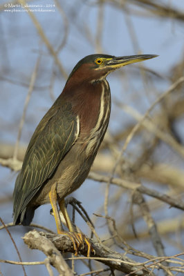 Green Heron