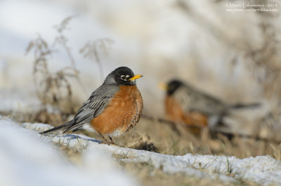 Robins - Waiting for Spring