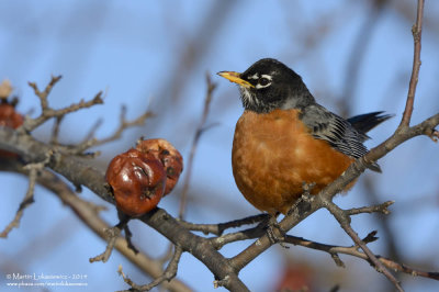 Robin with Frozen Lunch