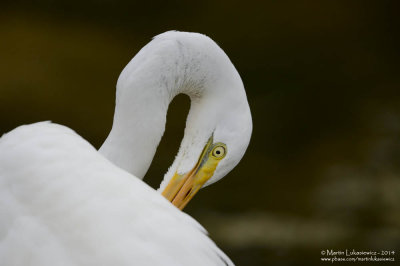 Great Egret Portrait