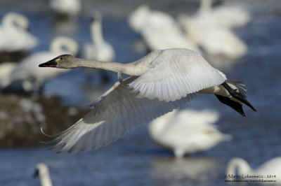 Tundra Swan in Flight