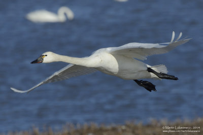 Tundra Swan in Flight