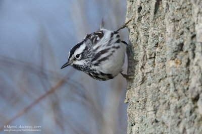 Black and White Warbler