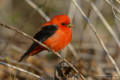 Scarlet Tanager