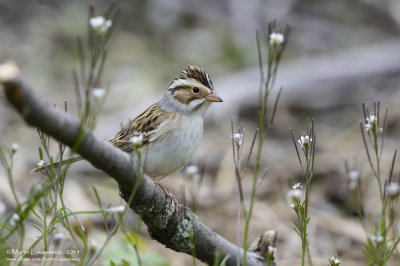 Clay Coloured Sparrow