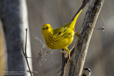Yellow Warbler with Free Lunch 