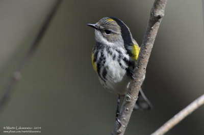 Yellow-rumped Warbler