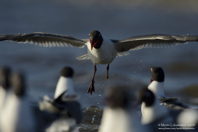 (One Legged) Laughing Gull