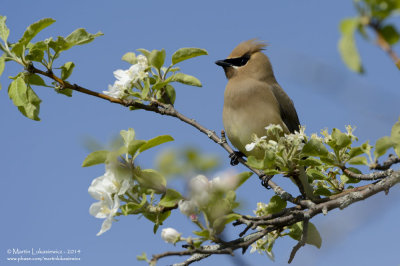 Cedar Waxwing