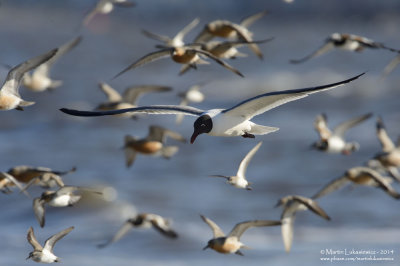 Group Flight