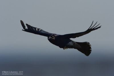 Grackle In Flight