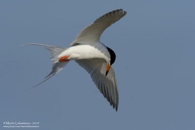 Forster's Tern