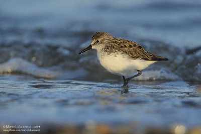 Semipalmated Sandpiper