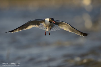 Laughing Gull