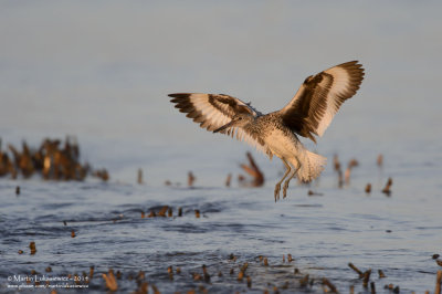 Willet - Early Morning Landing