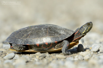 Painted Turtle