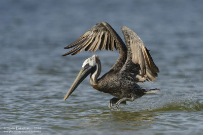 Brown Pelican