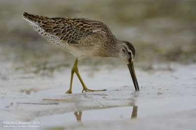 Short-billed Dowitcher