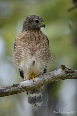 Red-shouldered Hawk