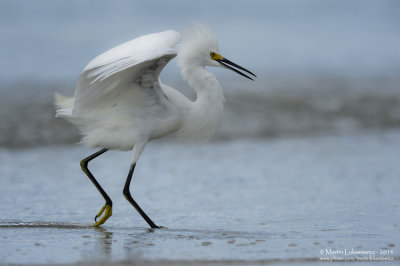 Snowy Egret