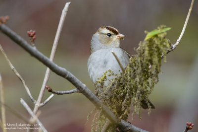 Juvenile White-crowned Sparrow