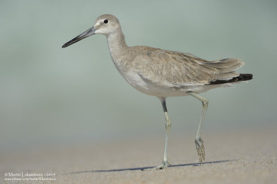 Willet