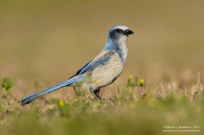 Scrub Jay