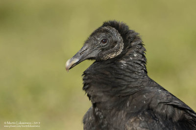 Black Vulture Portrait 