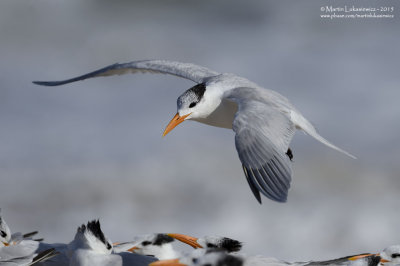 Royal Tern In Flight