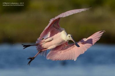 Roseate Spoonbill in Flight