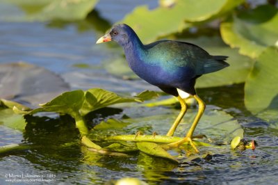 Purple Gallinule