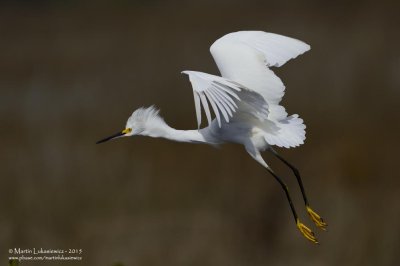 Snowy Egret in Flight 