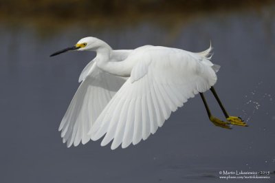 Snowy Egret in Flight