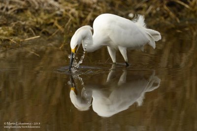 Snowy Egret Fishing