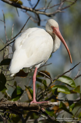 (Sleepy) White Ibis