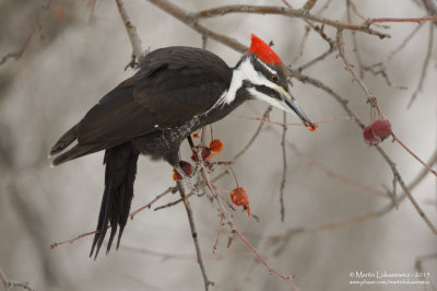 Pileated Woodpecker with Lunch