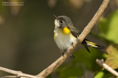 American Redstart