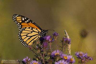 Monarch Butterfly