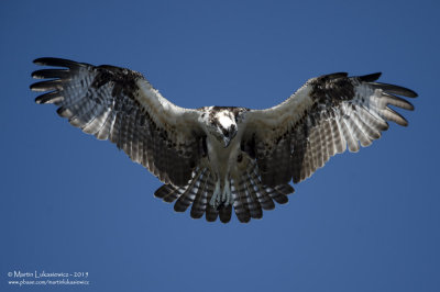 Osprey - Looking for Fish