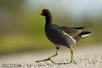 Common Moorhen