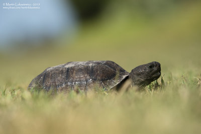 Gopher Tortoise