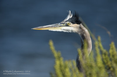 Great Blue Heron Portrait