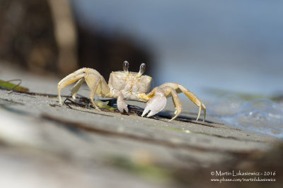 Sand Crab